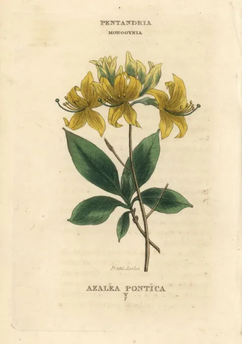 Framed Print : Yellow azalea, Rhododendron luteum Framed Print : Yellow azalea, Rhododendron luteum