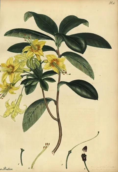 Framed Print : Yellow azalea, Rhododendron luteum Framed Print : Yellow azalea, Rhododendron luteum