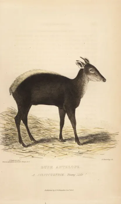 Framed Print : Yellow-backed duiker, Cephalophus silvicultor Framed Print : Yellow-backed duiker, Cephalophus silvicultor