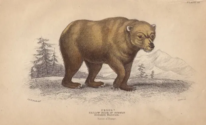Framed Print : Yellow bear of Norway, Ursus arctos Framed Print : Yellow bear of Norway, Ursus arctos
