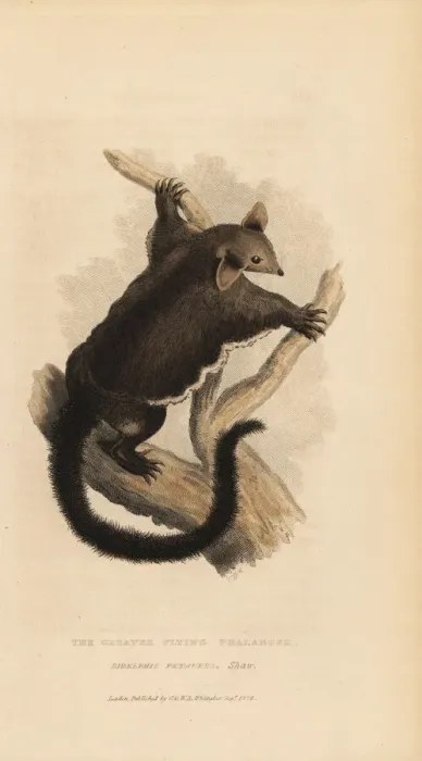 Framed Print : Yellow-bellied glider, Petaurus australis Framed Print : Yellow-bellied glider, Petaurus australis
