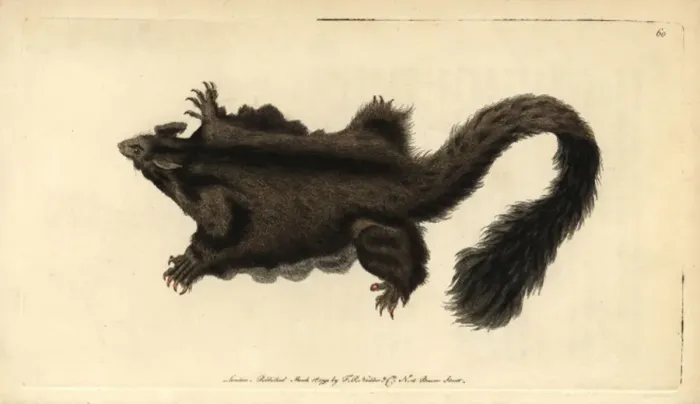 Framed Print : Yellow-bellied glider or southern petaurus Framed Print : Yellow-bellied glider or southern petaurus