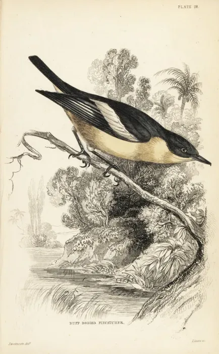 Framed Print : Yellow-bellied hyliota, Hyliota flavigaster Framed Print : Yellow-bellied hyliota, Hyliota flavigaster
