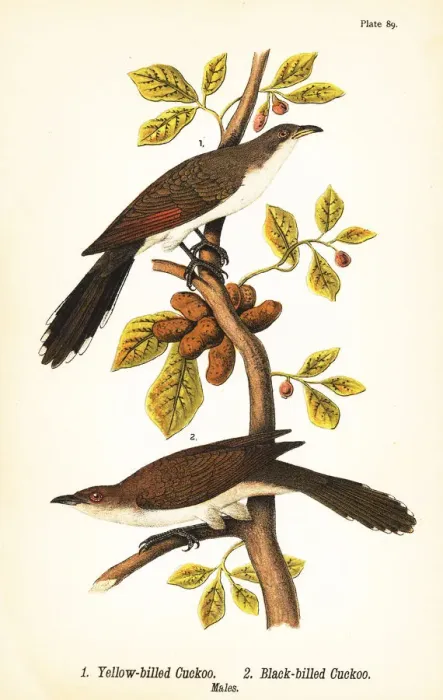 Framed Print : Yellow-billed cuckoo and black-billed cuckoo Framed Print : Yellow-billed cuckoo and black-billed cuckoo