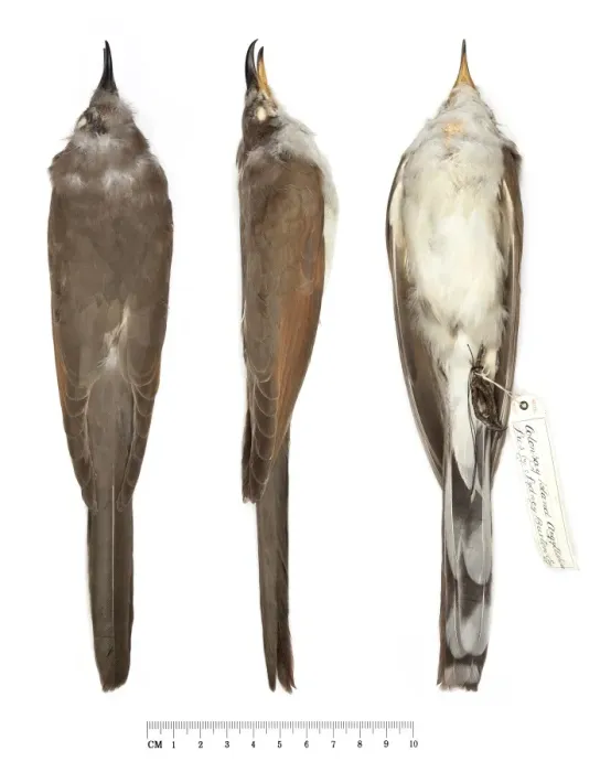 Framed Print : Yellow-billed Cuckoo, Coccyzus americanus Framed Print : Yellow-billed Cuckoo, Coccyzus americanus