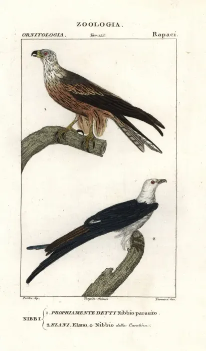 Framed Print : Yellow-billed kite, Milvus aegyptius, and swallow-tailed Framed Print : Yellow-billed kite, Milvus aegyptius, and swallow-tailed