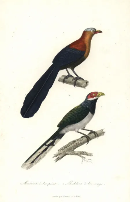 Framed Print : Yellow-billed malkoha and red-faced malkoha Framed Print : Yellow-billed malkoha and red-faced malkoha