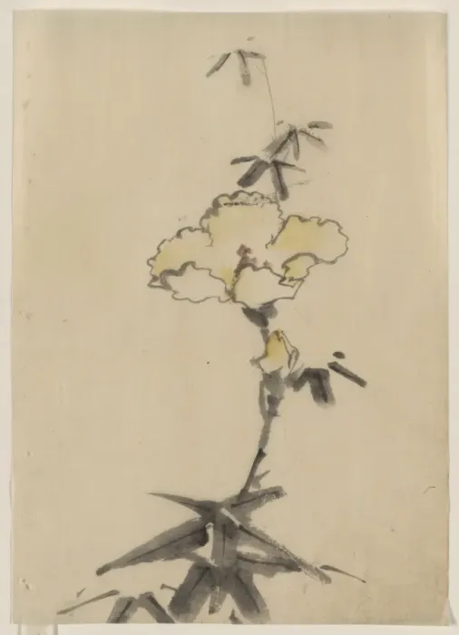 Framed Print : Yellow blossom with bud on a stalk above leaves Framed Print : Yellow blossom with bud on a stalk above leaves