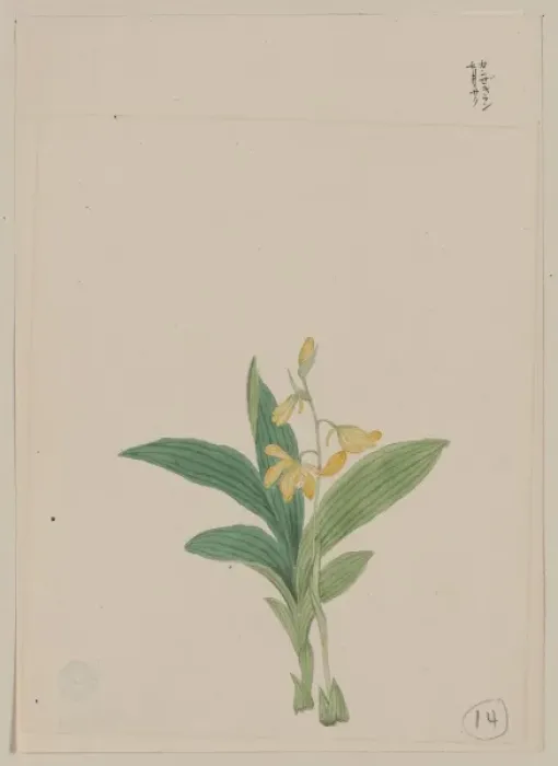 Framed Print : Yellow blossoms on stem above leaves of a kin-ran or golden Framed Print : Yellow blossoms on stem above leaves of a kin-ran or golden