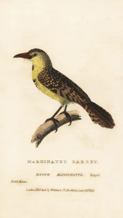 Framed Print : Yellow-breasted barbet, Trachyphonus margaritatus Framed Print : Yellow-breasted barbet, Trachyphonus margaritatus