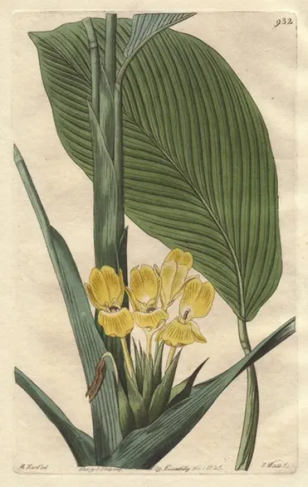 Framed Print : Yellow calathea flower, Calathea flavescens Framed Print : Yellow calathea flower, Calathea flavescens