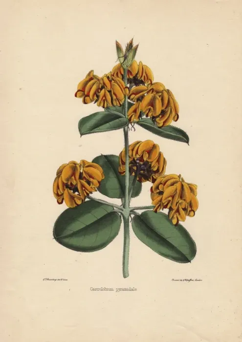 Framed Print : Yellow castrolobium with pyramid-shaped flowers Framed Print : Yellow castrolobium with pyramid-shaped flowers