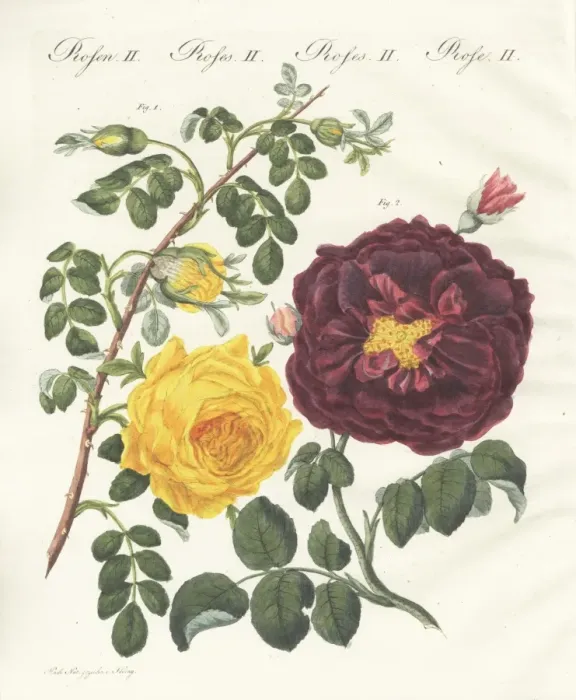 Framed Print : Yellow centifolia rose and purple rose Framed Print : Yellow centifolia rose and purple rose