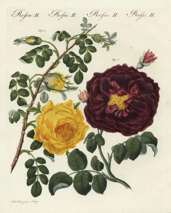 Framed Print : Yellow centifolia rose and purple rose Framed Print : Yellow centifolia rose and purple rose