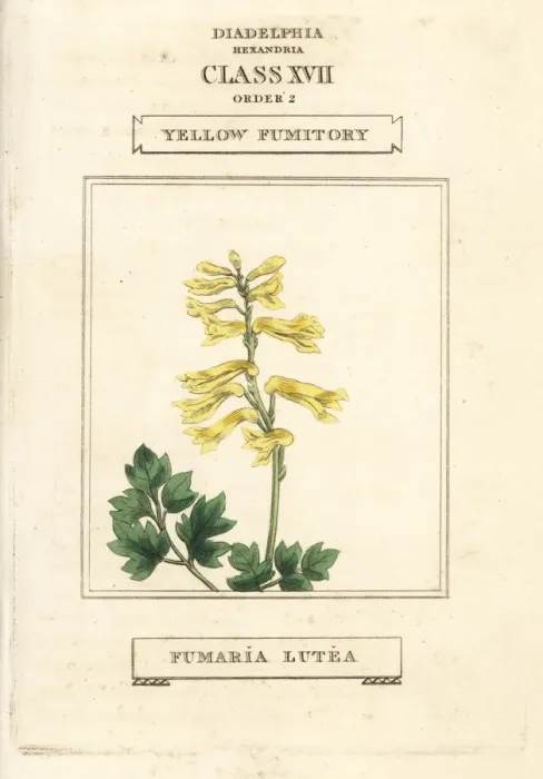 Framed Print : Yellow corydalis, Pseudofumaria lutea Framed Print : Yellow corydalis, Pseudofumaria lutea