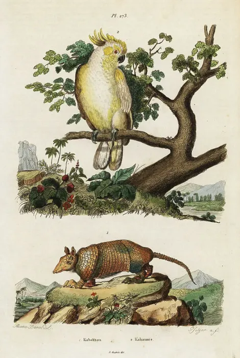 Framed Print : Yellow-crested cockatoo and armadillo Framed Print : Yellow-crested cockatoo and armadillo