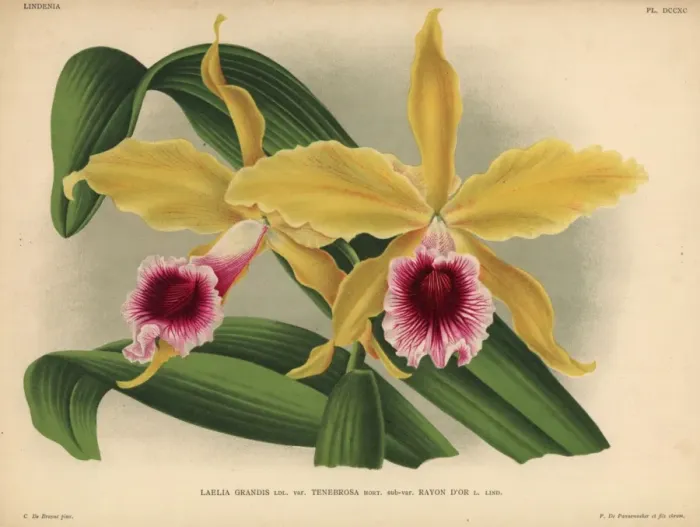 Framed Print : Yellow and crimson orchid, Laelia grandis var Tenebrosa Framed Print : Yellow and crimson orchid, Laelia grandis var Tenebrosa
