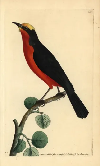 Framed Print : Yellow-crowned gonolek, Laniarius barbarus Framed Print : Yellow-crowned gonolek, Laniarius barbarus