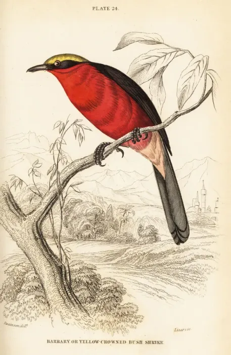 Framed Print : Yellow-crowned gonolek, Laniarius barbarus Framed Print : Yellow-crowned gonolek, Laniarius barbarus