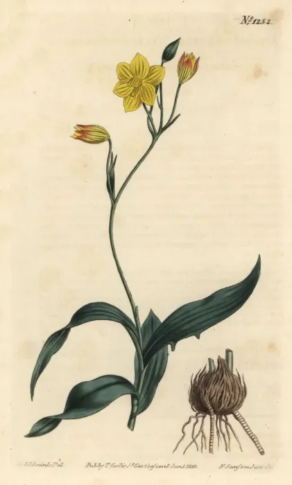 Framed Print : Yellow cyanella, Cyanella lutea Framed Print : Yellow cyanella, Cyanella lutea