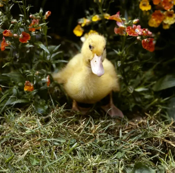 Framed Print : Yellow duckling in a garden Framed Print : Yellow duckling in a garden
