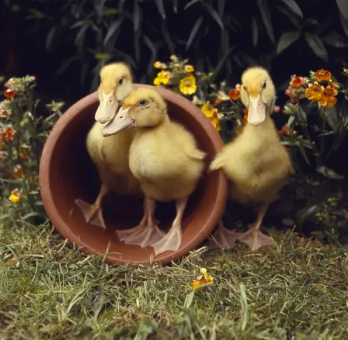 Framed Print : Three yellow ducklings with a plantpot Framed Print : Three yellow ducklings with a plantpot