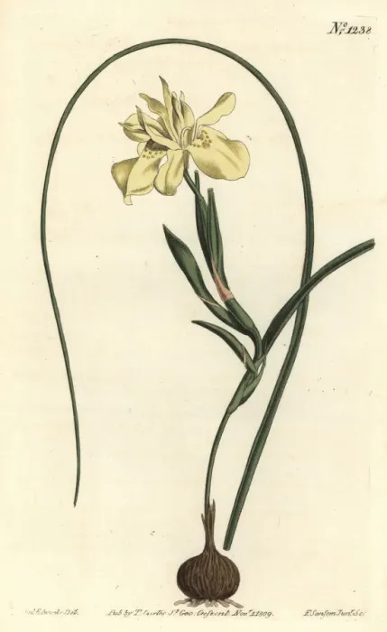 Framed Print : Yellow esculent-rooted moraea, Moraea fugax Framed Print : Yellow esculent-rooted moraea, Moraea fugax