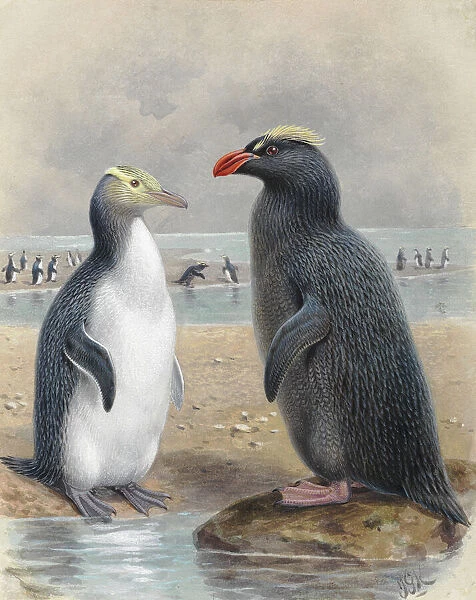Yellow Eyed Penguin and Snares Crested Penguin
