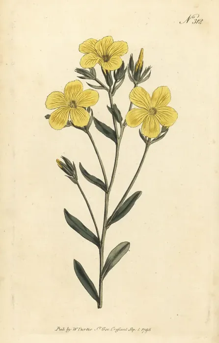 Framed Print : Yellow flax or golden flax, Linum flavum Framed Print : Yellow flax or golden flax, Linum flavum