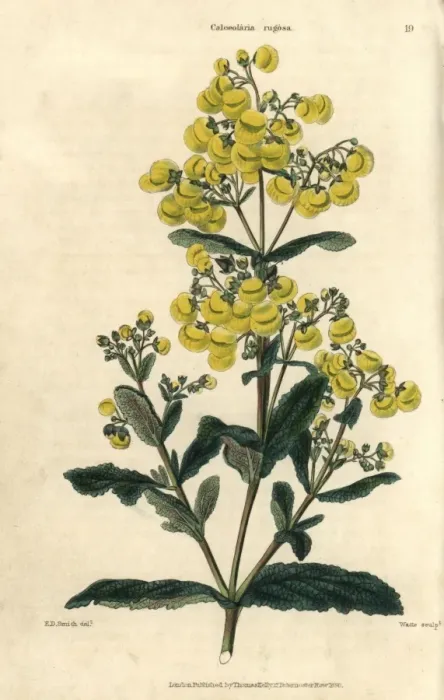 Framed Print : Yellow flowered Calceolaria rugosa Framed Print : Yellow flowered Calceolaria rugosa