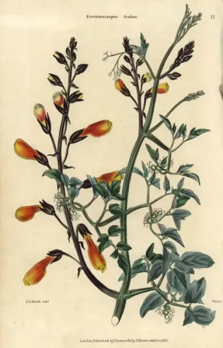 Framed Print : Yellow flowered Chilean glory creeper, Eccremocarpus scaber Framed Print : Yellow flowered Chilean glory creeper, Eccremocarpus scaber