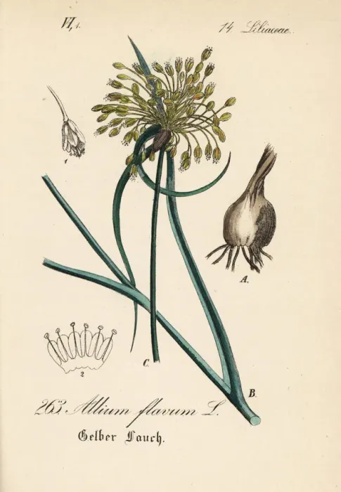 Framed Print : Yellow-flowered garlic, Allium flavum Framed Print : Yellow-flowered garlic, Allium flavum