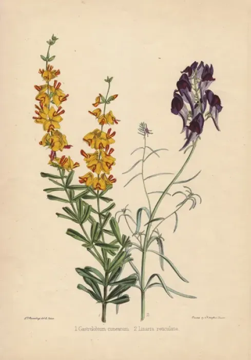 Framed Print : Yellow-flowered Gastrolobium cuneatum and deep