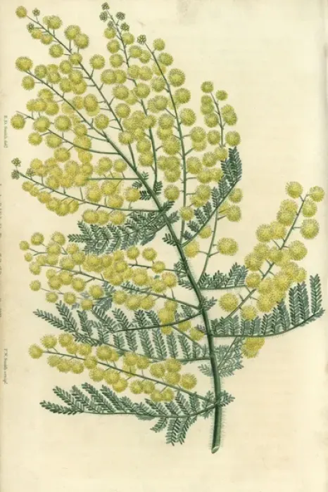 Framed Print : Yellow flowered hairy-stemmed acacia, Acacia pubescens Framed Print : Yellow flowered hairy-stemmed acacia, Acacia pubescens