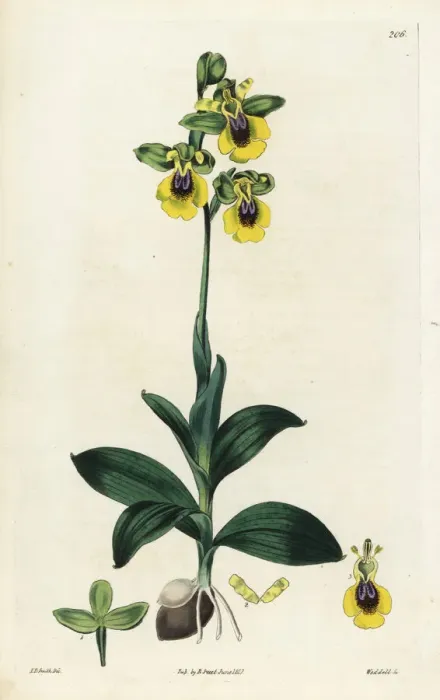 Framed Print : Yellow-flowered ophrys, Ophrys lutea Framed Print : Yellow-flowered ophrys, Ophrys lutea