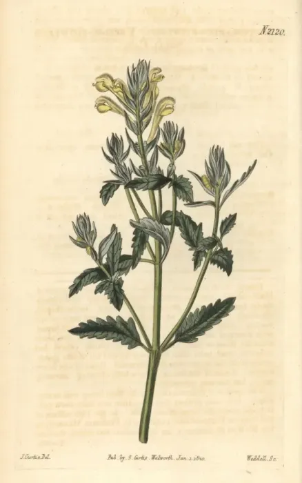 Framed Print : Yellow-flowered skullcap, Scutellaria orientalis Framed Print : Yellow-flowered skullcap, Scutellaria orientalis