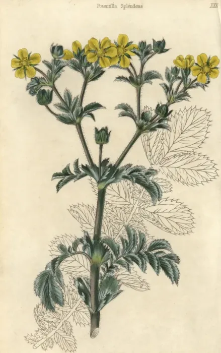 Framed Print : Yellow flowered splendid cinquefoil, Potentilla splendens Framed Print : Yellow flowered splendid cinquefoil, Potentilla splendens