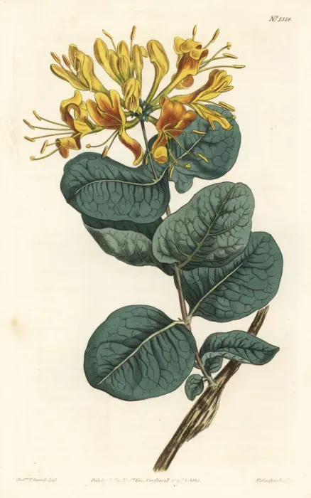 Framed Print : Yellow-flowered woodbine, Lonicera flava Framed Print : Yellow-flowered woodbine, Lonicera flava