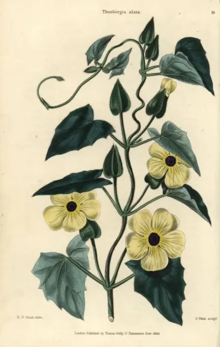 Framed Print : Yellow flowers and leaves of Black-eyed Susan Framed Print : Yellow flowers and leaves of Black-eyed Susan