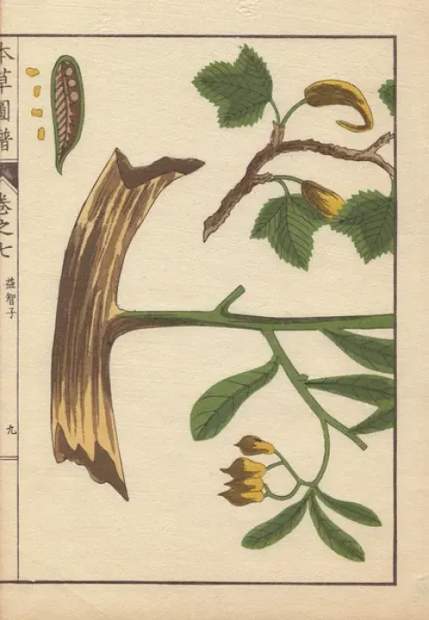 Framed Print : Yellow flowers, root, seeds and leaves of Cheilocostus Framed Print : Yellow flowers, root, seeds and leaves of Cheilocostus