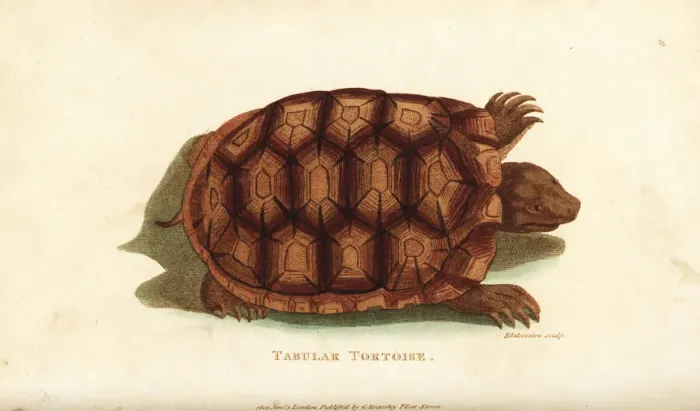 Framed Print : Yellow-footed tortoise, Chelonoidis denticulata Framed Print : Yellow-footed tortoise, Chelonoidis denticulata