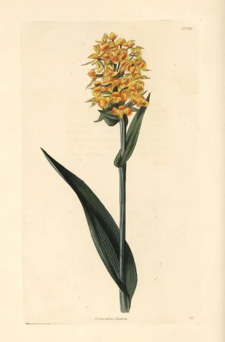 Framed Print : Yellow fringed orchid, Platanthera ciliaris Framed Print : Yellow fringed orchid, Platanthera ciliaris
