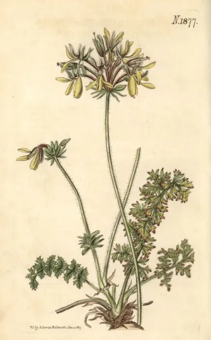 Framed Print : Yellow fumitory-flowered cranes bill, Pelargonium Framed Print : Yellow fumitory-flowered cranes bill, Pelargonium