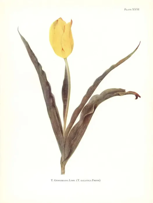 Framed Print : Yellow garden tulip, Tulipa gesneriana Framed Print : Yellow garden tulip, Tulipa gesneriana