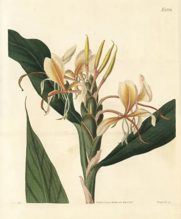 Framed Print : Yellow garland flower, Hedychium flavum Framed Print : Yellow garland flower, Hedychium flavum