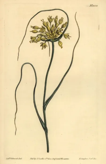 Framed Print : Yellow garlic, Allium flavum Framed Print : Yellow garlic, Allium flavum