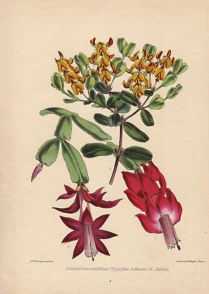 Yellow Gastrolobium ovalifolium, scarlet Epiphyllum