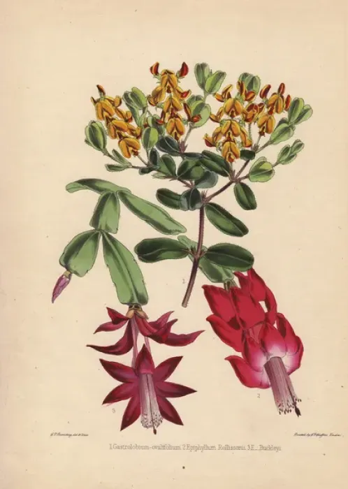 Framed Print : Yellow Gastrolobium ovalifolium, scarlet Epiphyllum Framed Print : Yellow Gastrolobium ovalifolium, scarlet Epiphyllum