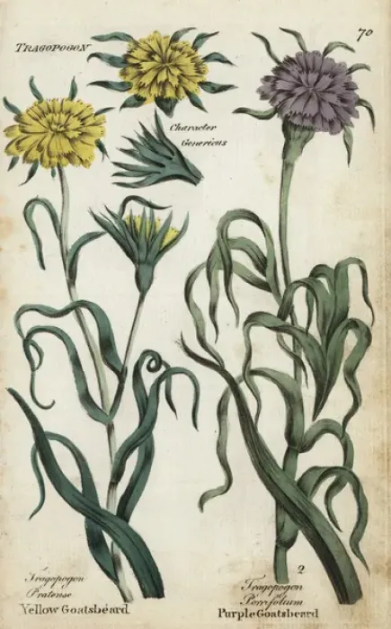 Framed Print : Yellow goatsbeard and salsify Framed Print : Yellow goatsbeard and salsify