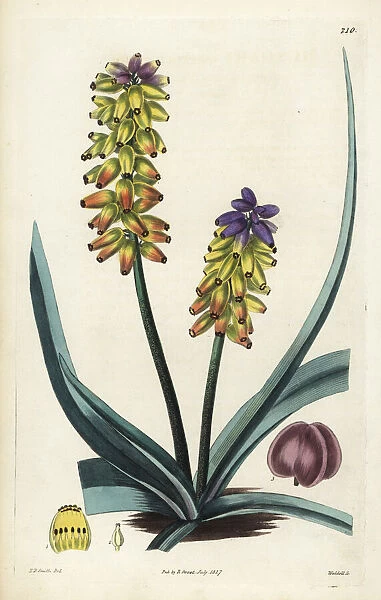 Yellow grape hyacinth, Muscari macrocarpum